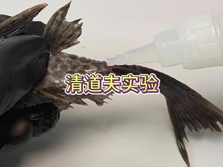 清道夫吃撑了 #清道夫