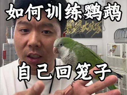 如何训练鹦鹉主动回笼子 #鹦鹉饲养知识 #鹦鹉日常 #带标识合法鹦鹉