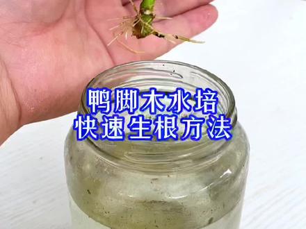 鸭脚木水培生根方法!#花卉绿植 #三农 #农家值丰年 #抖音正能量 @抖音小助手 @抖音原创者联盟