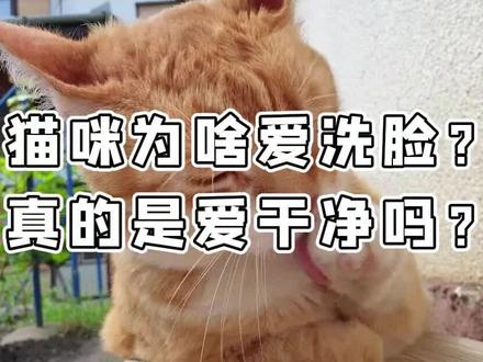 猫咪为什么很爱洗脸?真的有那么爱干净吗?#猫咪#猫#养猫#宠物#宠物知识