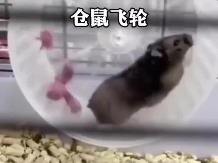 这真的是仓鼠飞轮了。#搞笑 #配音