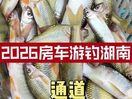 2026房车游钓湖南通道探钓神秘鱼种是什么样的体验#爱护环境刻不容缓 #地狱猫 #神窝颗粒 #这个季节鱼获满满就是这么简单