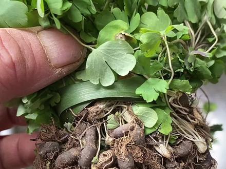 千年老鼠屎 书面语:天葵子 因根果小而得名……