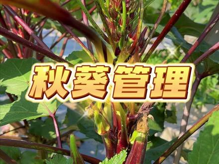 秋葵开花结果期如何管理 #我的小菜园 #种菜 #自己种的纯天然的绿色蔬菜 #家庭种植 #阳台种菜