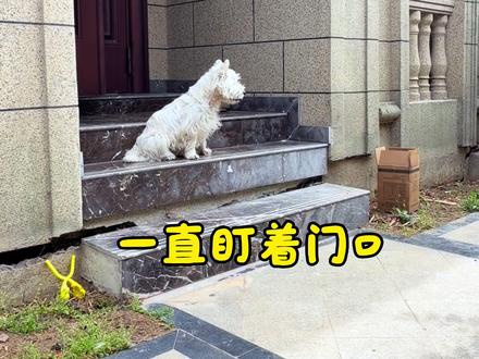 连着两天接受暴击,常威太难了😭#西高地白梗 #狗狗幼儿园 #万物可爱计划 #狗门的世界