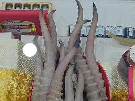看看真正羚羊角长什么样#中药材#羚羊角