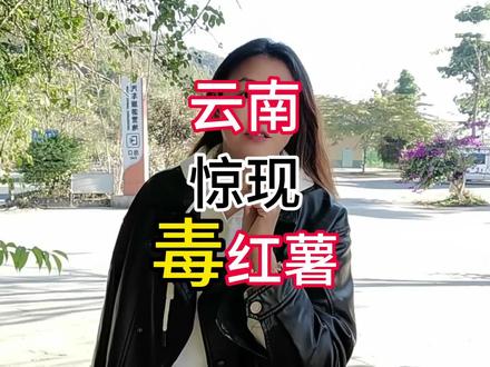 在山清水秀的云南,遇见的不仅是歧视,还有毒红薯!本地不吃,流窜各地!#房车旅行见闻