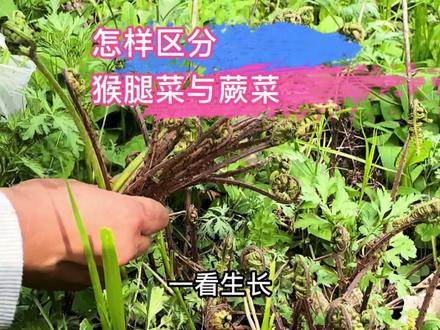 猴腿菜好吃又营养!猴腿菜的毛能吃吗?猴腿菜是蕨菜吗? #乡村味道 #大自然的馈赠 #草本植物 #野菜