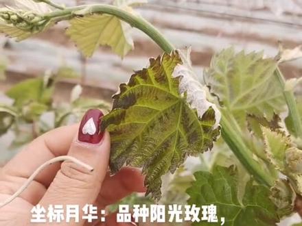 葡萄出现冻害后要及时补救,减少经济损失。