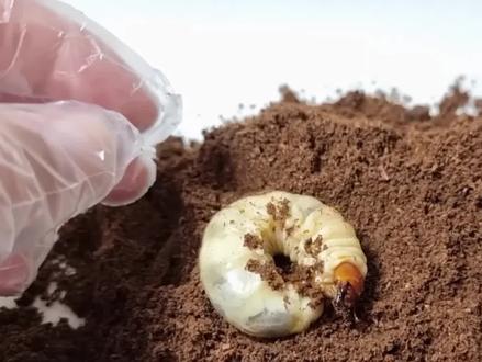 手养一只好斗的锹甲虫#昆虫 #爬宠 #神奇的动物在抖音 #动物世界 #昆虫记