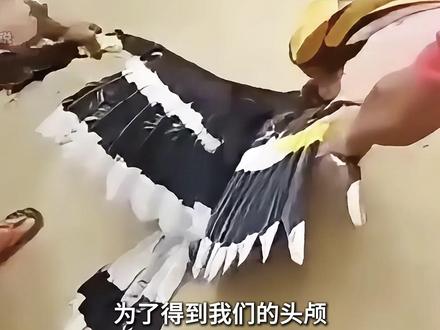 犀鸟:我们的繁殖速度远远跟不上人类捕猎的速度 #动物世界 #科普 #神奇动物在抖音 #野生动物零距离 #濒危野生动物