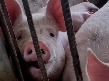 #养猪人 #二师兄 猪嚼槟榔,有点上头