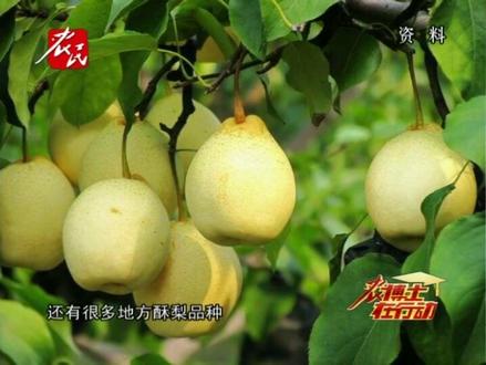 梨树鸡爪病和黑星病防治方法