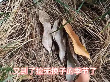 又到了捡无患子的季节了,无患子可以做成手串,也可以用来洗头#无患子 #无患子手串 #无患子天然洗护 #我的生活日记 #纯天然无添加