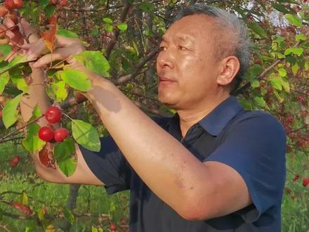 楸子
每天认识一种中药材,今天认识一下楸子,又叫海棠果,海红或者海红果。#常见的中草药 #中药#楸子