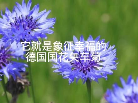 暴雨过后,百花凋零,惟有一种不起眼的小花仍旧傲然挺立,它便是矢车菊#矢车菊 #花卉绿植 #养花 #好物推荐#春天你好 #花