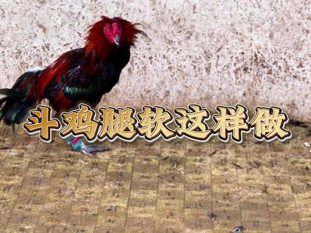 #创作者中心 #创作灵感 武林医馆:斗鸡“腿软”急救方,快速恢复战斗力!#斗鸡养殖 #高质量斗鸡 #原创视频