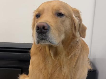 皮:补兑 十分补兑#金毛 #狗狗 #狗狗的心思都写在脸上了 #金毛日常生活视频