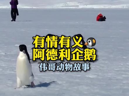 QQ企鹅原型阿德利企鹅,为什么叫它有情有义阿德利?#万物皆有灵性 #动物世界 #企鹅