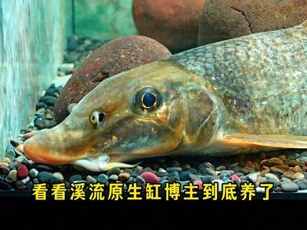 奇奇怪怪的三种原生鱼!百分之99的人没见过! 你看看你手上的奇怪原生鱼吗?#原生鱼 #溪流缸 #养鱼日记 #新手养鱼 #神奇动物在抖音