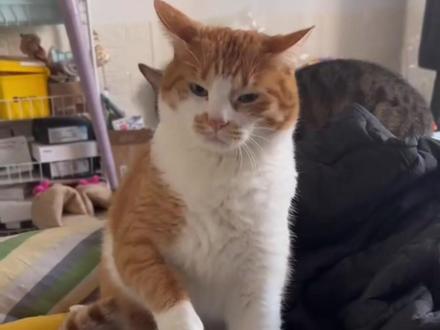 猫为什么不粘人 #猫 #养猫经验分享 #宠物 #小猫