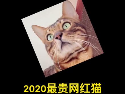 一只价值奥迪a3的猫?#喵星人 #网红猫 #喵星人 #萌宠