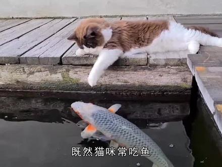 猫咪天生爱吃鱼?为什么不怕鱼刺卡住?看看它的舌头你就懂了 #猫 #猫咪的迷惑行为 #动物 #科普