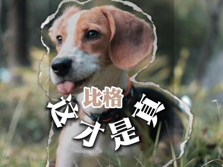 这一期,振聋发聩,养比格前一定要看~ #比格犬 #比格 #比格受害者联盟 #狗狗的日常 #狗狗故事