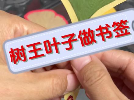 树叶做书签,一定要干透,压结实保证叶形平整。四千年银杏树王树叶的寓意:因(银)为有你,三生有幸(杏)#亲子手工#树叶书签#制作书签#小学生课外作业 #银杏叶手工