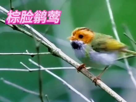 棕脸鹟莺:雀形目,鹟科,莺亚科,鹟莺属。#爱鸟护鸟 #鸟类科普 #鸟叫声 #野生动物零距离