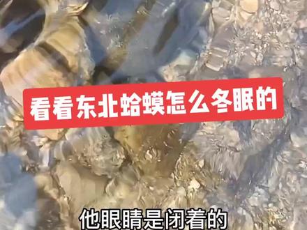 #养殖林蛙 #我的乡村生活 #三农 #新农人计划2022返乡创业 朋友们你们见过东北林蛙冬眠么