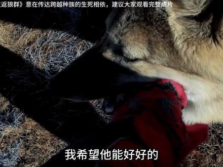 格林把最好的食物,留给了妈妈。 #格林 #李微漪 #重返狼群 #母爱