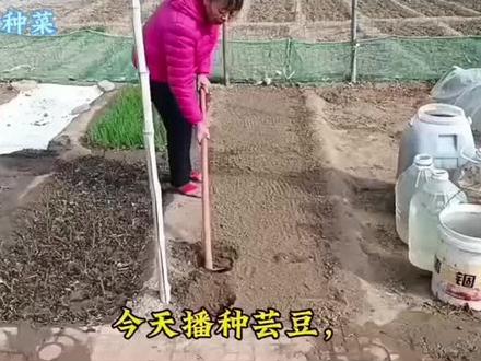 播种芸豆育苗黄瓜(二三年作品)#芸豆