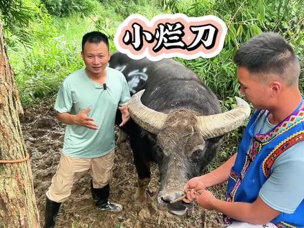 “小烂刀”牛王,由贵州牛主从广东湛江引进,据说是在湛江砍甘蔗的时候,用一把烂砍刀换的,所以取名“小烂刀”,进入贵州6年,总共获得16个名次,8个第一,广东牛王的优秀代表。#小烂刀牛王 #斗牛比赛 #斗牛解说