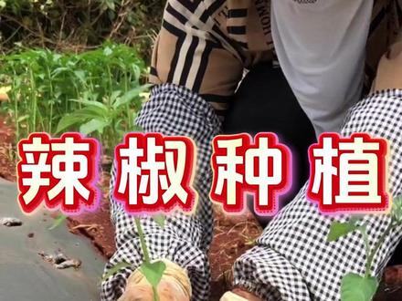 辣椒深栽好还是浅栽好,是上午移栽还是下午移栽 #辣椒种植#种辣椒#油菜种植技术#辣椒高产#辣椒病虫害防治