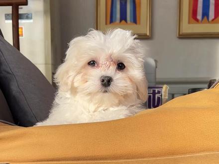 标体的小马长大更华丽#马尔济斯 #狗 #二狗挑狗