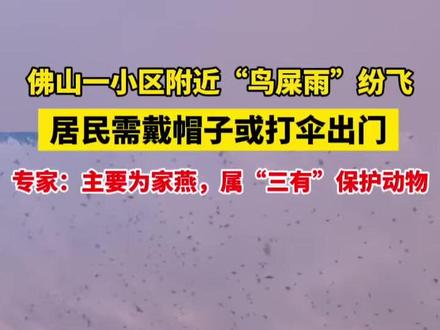 佛山一小区附近“鸟屎雨”纷飞,居民需戴帽子或打伞出门