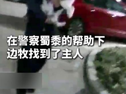 边牧走丢后机智“报警”