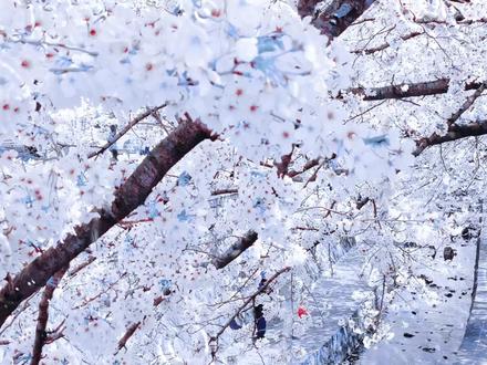 今天是第三十九天学习的是,波纹扩散#剪辑#剪辑教程 #剪辑手法 #剪辑视频 #剪辑接单