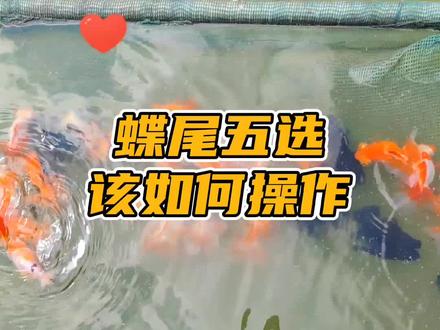 上期视频我们看到了五选留下的蝶尾,那么具体要如何操作呢#蝶尾 #金鱼 #观赏鱼 #兰寿 #水族