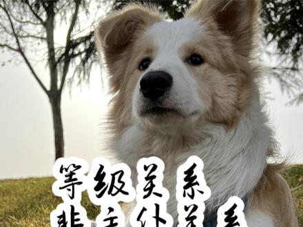 到底应该和狗狗建立怎样的等级关系,人狗关系必须是主仆关系吗#抖音萌宠出道计划 #新手养狗 #狗狗 #边牧 #科学养宠攻略