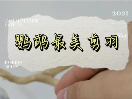 鹦鹉剪羽教学#手养鸟