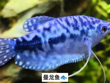 曼龙鱼观赏鱼热带鱼,更新小百科了看新种鱼养过吗习性繁殖了解吗