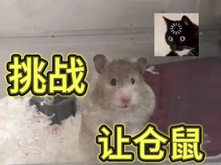 !原来鼠鼠真的会自己铺垫料! #萌宠 #金丝熊开箱 #长毛熊 #养鼠日常分享 #可爱萌宠