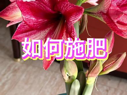 朱顶红如何施肥#朱顶红 #花卉绿植 #进口朱顶红