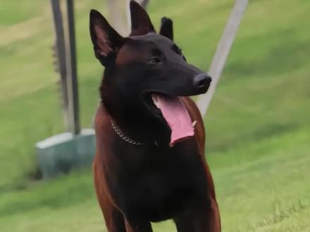 什么样的人适合养马犬?