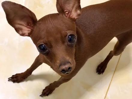 叔叔姨姨们,小鹿犬科普来啦,想养的赶紧放手去养吧#小鹿犬