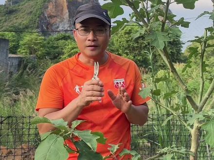 茄子嫁接技术分享 用托鲁巴姆树作为砧木,嫁接上茄子、辣椒和西红柿,让我们一起期待吧!#稼接各种果树 #托鲁巴姆嫁接番茄苗 #托鲁巴姆 #种菜小技巧 #我的乡村生活