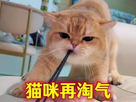 猫咪再淘气,也不能打的7个部位#科学养猫#新手养猫#养猫经验分享#猫咪#萌宠出道计划