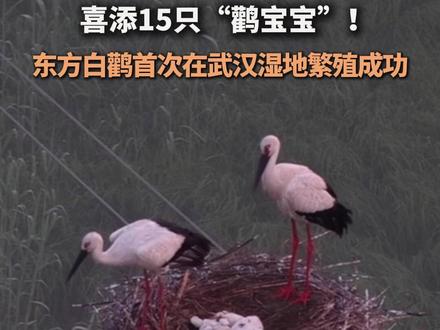 喜添15只“鹳宝宝”!东方白鹳首次在武汉湿地繁殖成功